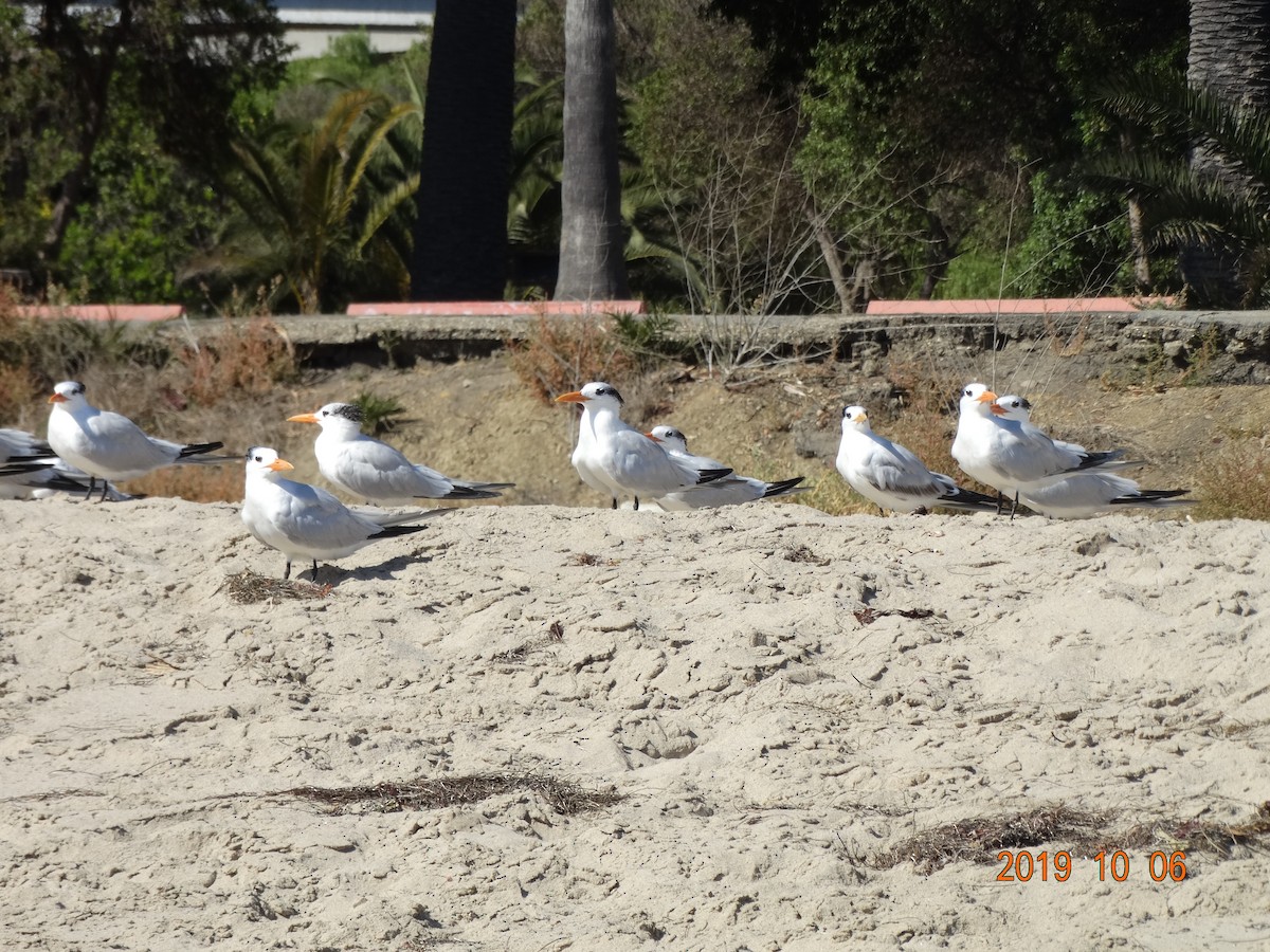 Royal Tern - ML180836521