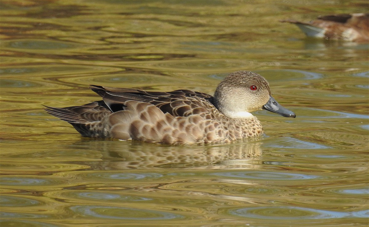 Gray Teal - Bruce Hansen