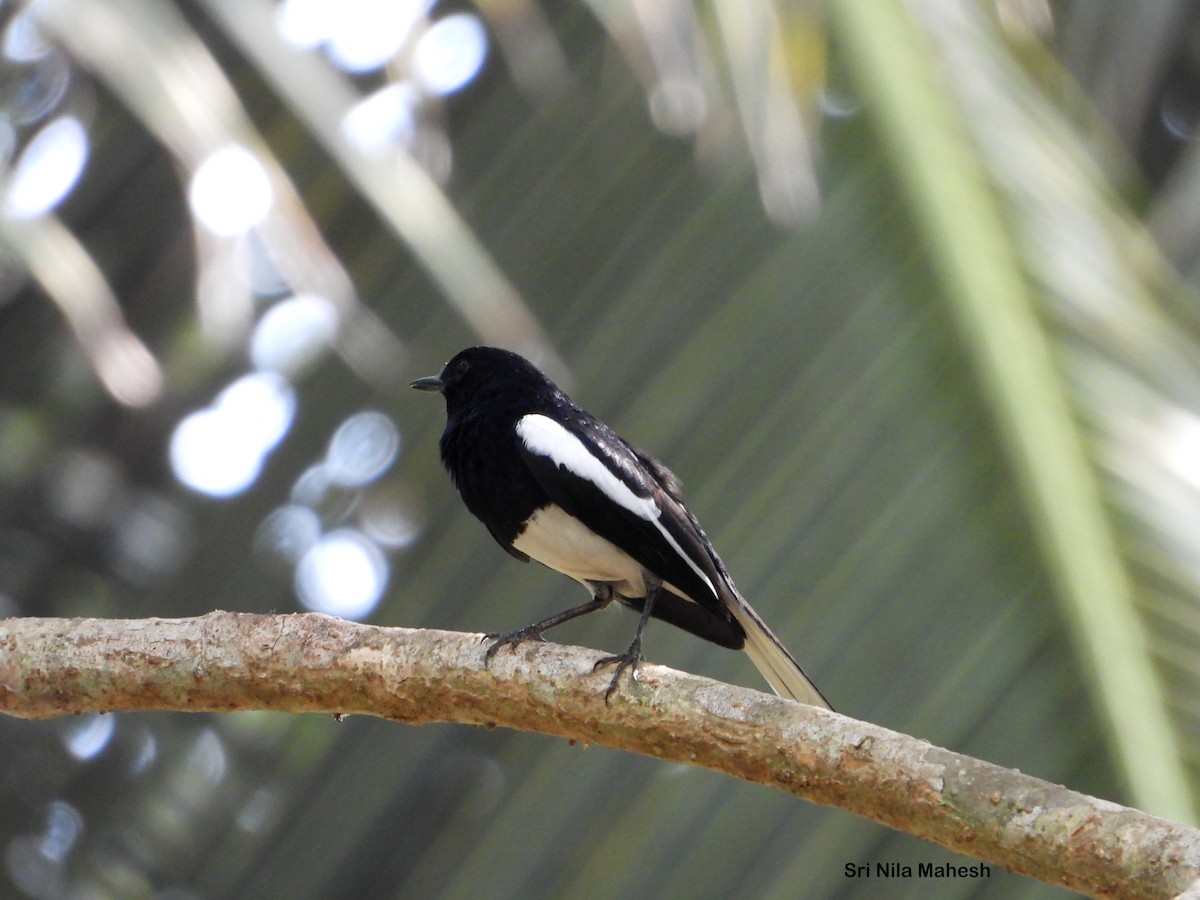 Oriental Magpie-Robin - ML180838181