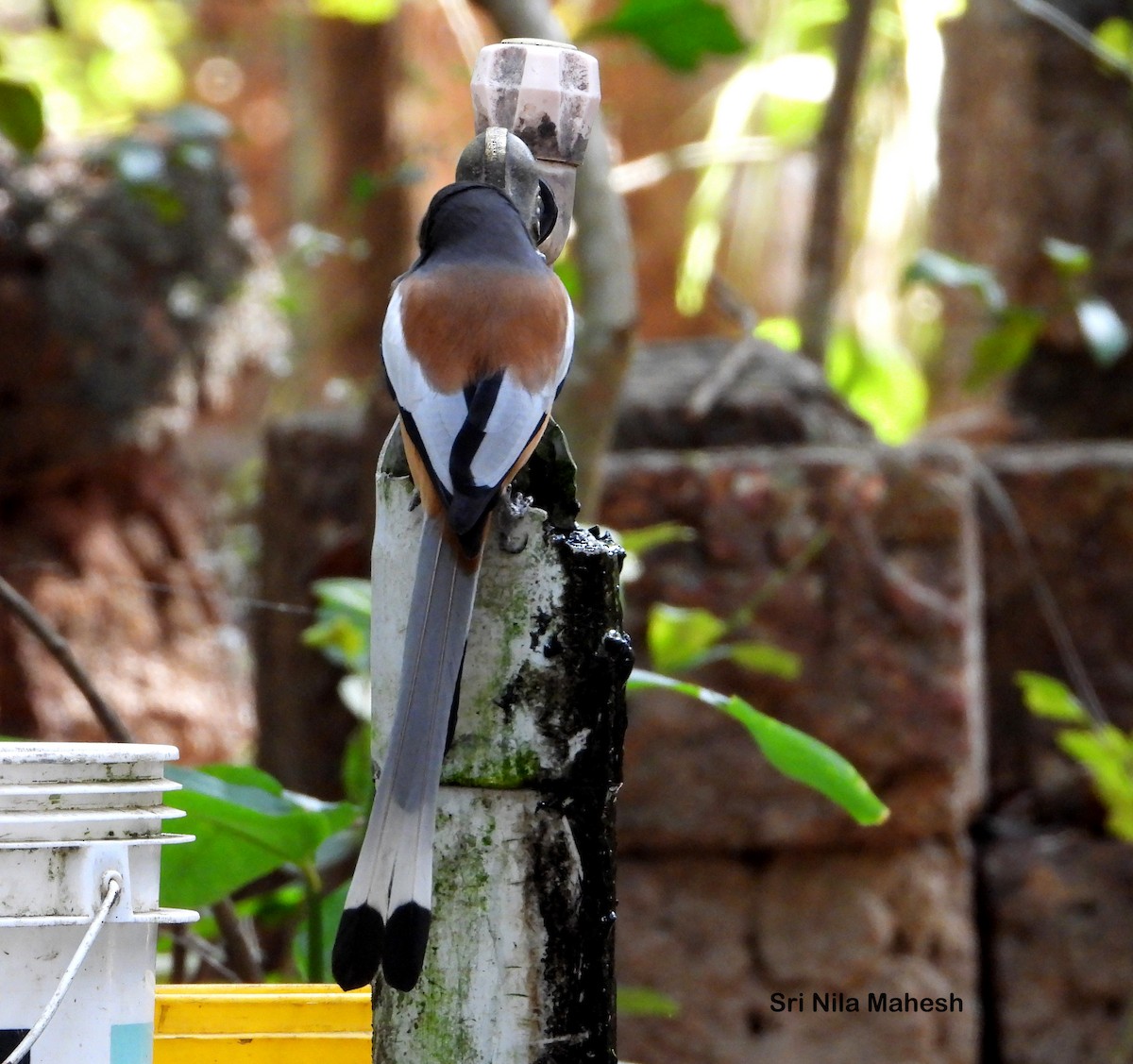 Rufous Treepie - SRINILA MAHESH K T