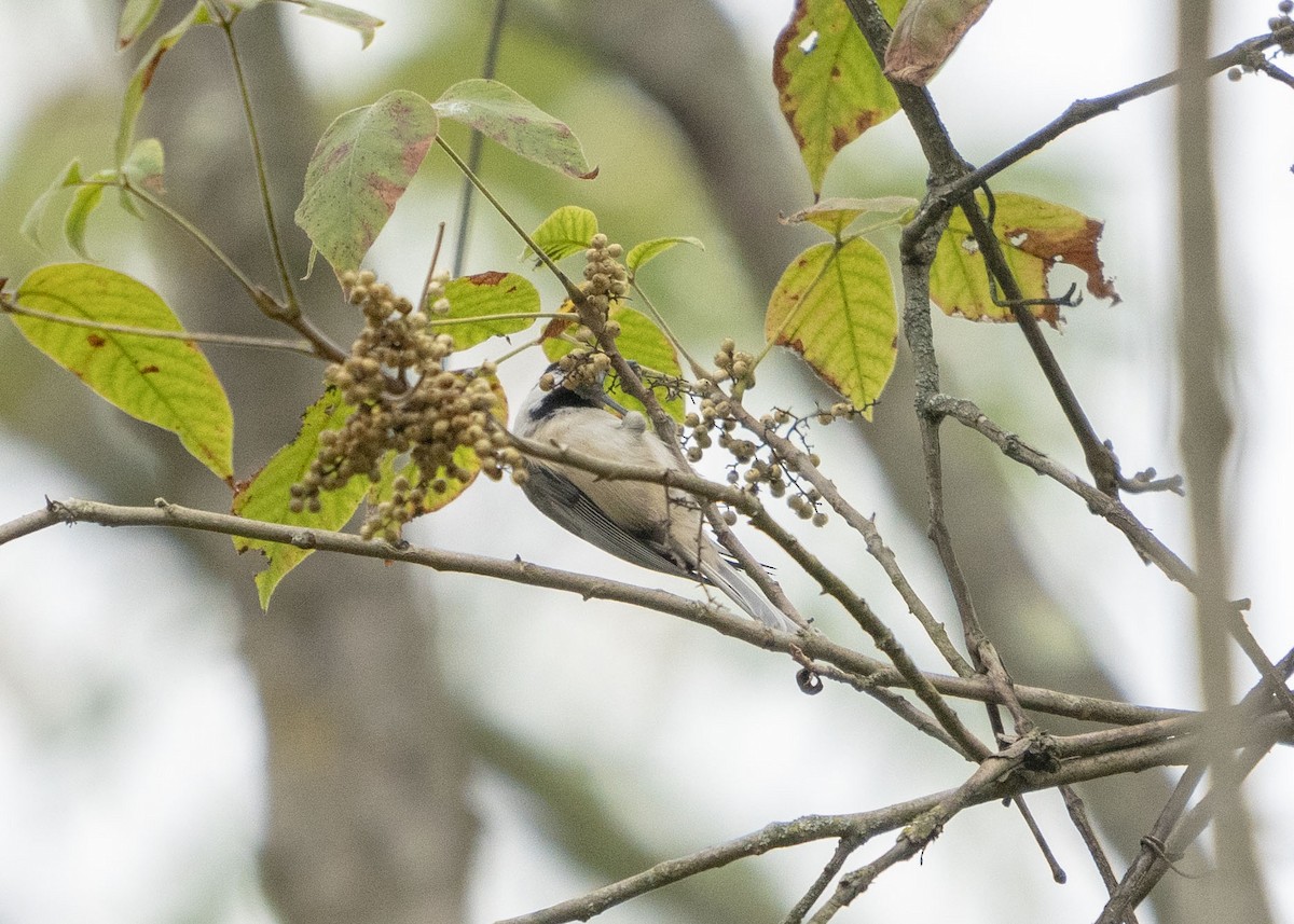 Carolina Chickadee - ML180840031