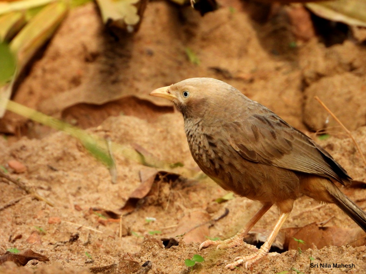 Yellow-billed Babbler - ML180840961