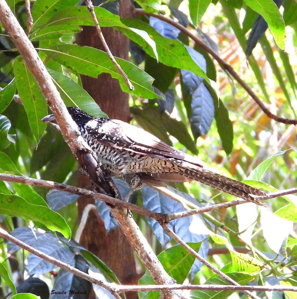 Asian Koel - ML180842421