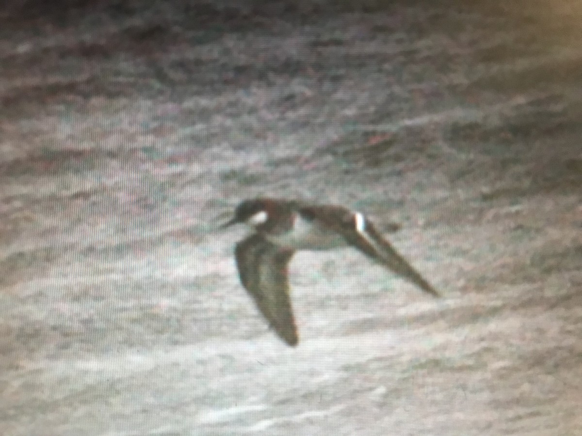 Red-necked Phalarope - Jason Horn