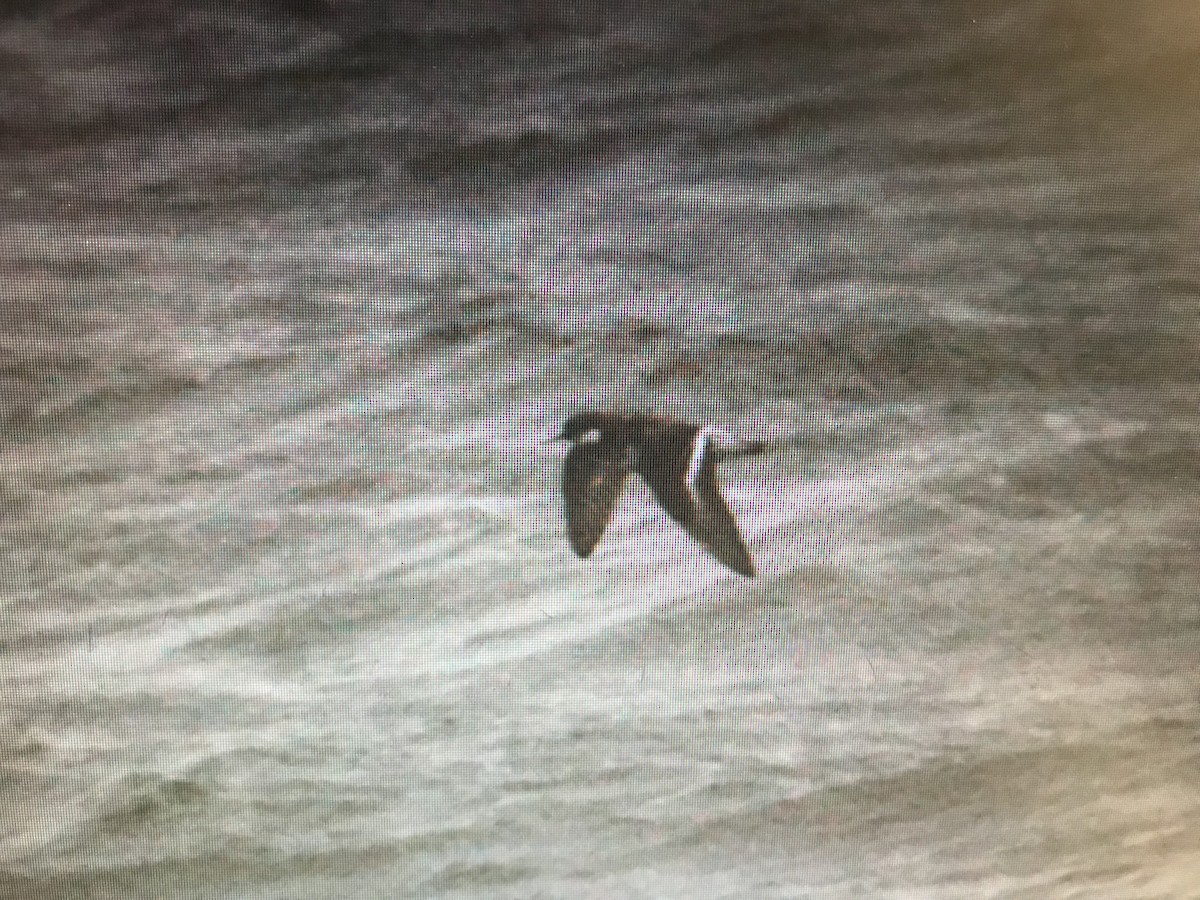 Red-necked Phalarope - ML180842921