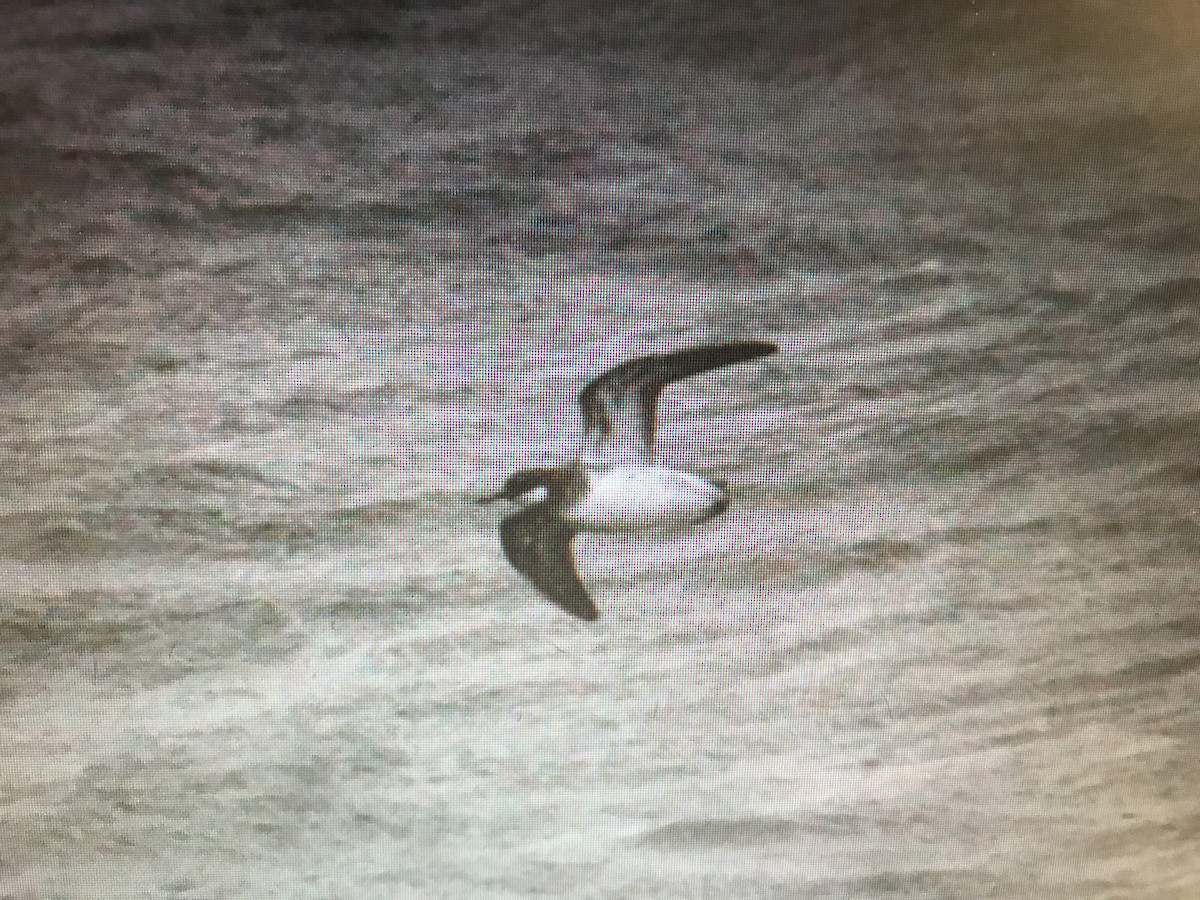 Red-necked Phalarope - Jason Horn