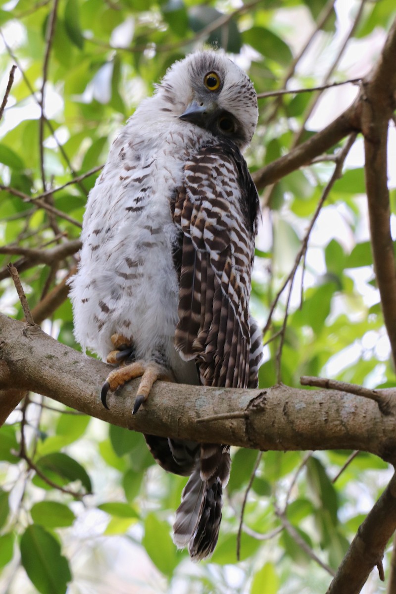 Powerful Owl - Sylvia Alexander