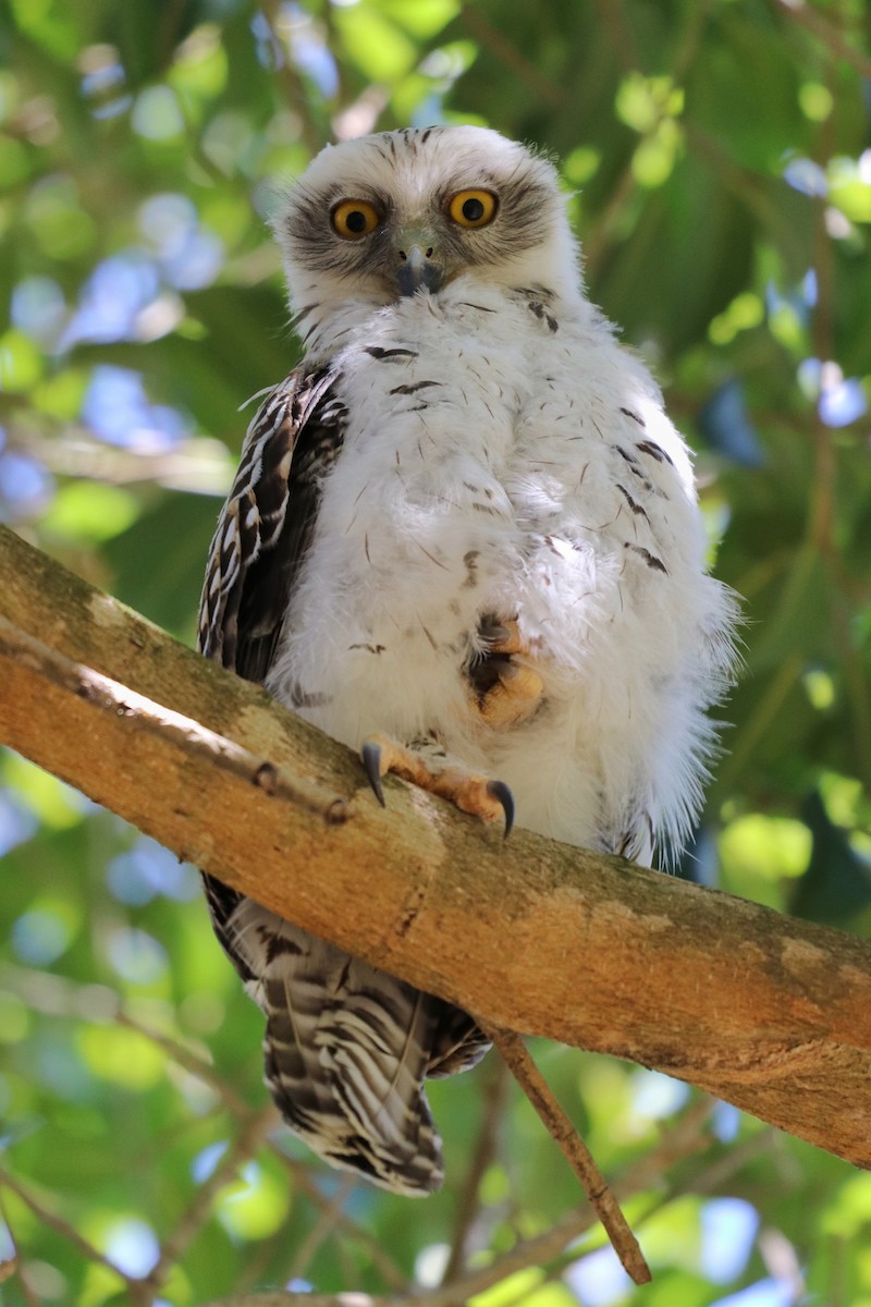 Powerful Owl - Sylvia Alexander