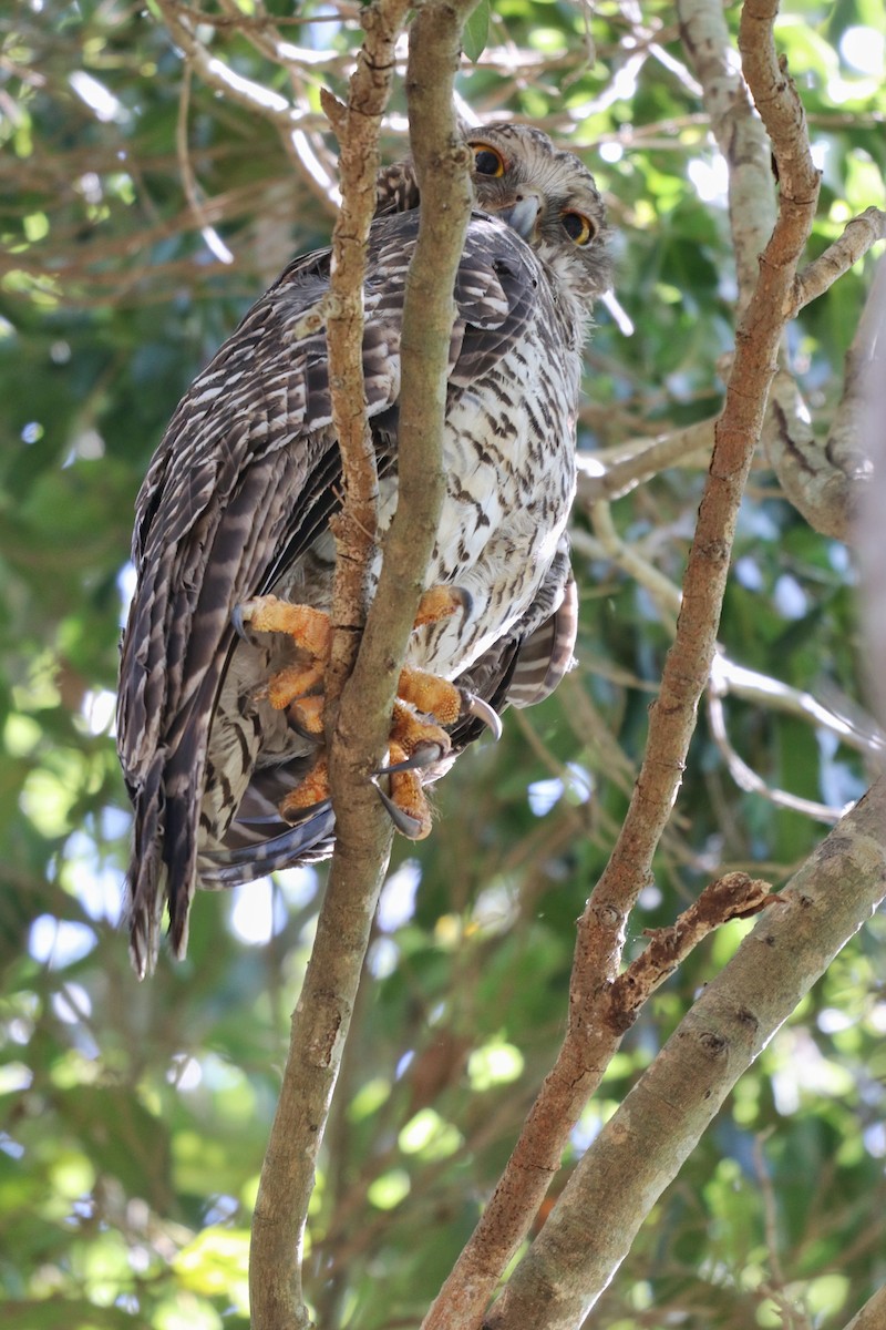 Powerful Owl - Sylvia Alexander