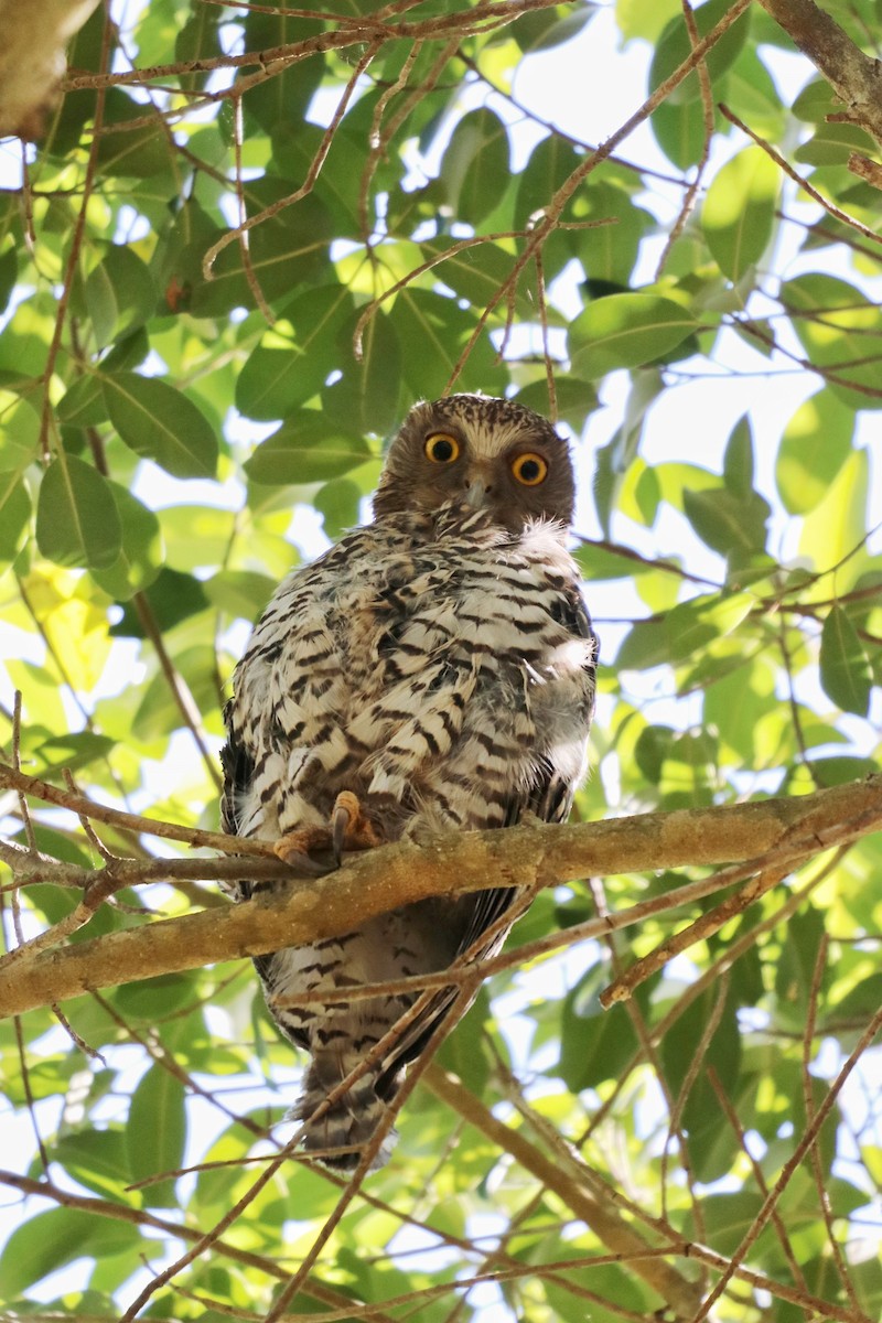 Powerful Owl - Sylvia Alexander