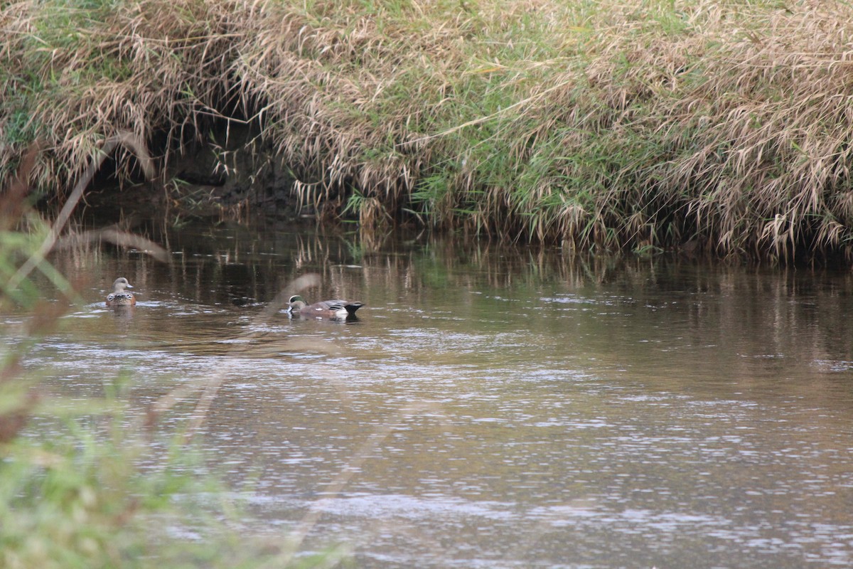 American Wigeon - ML180845181