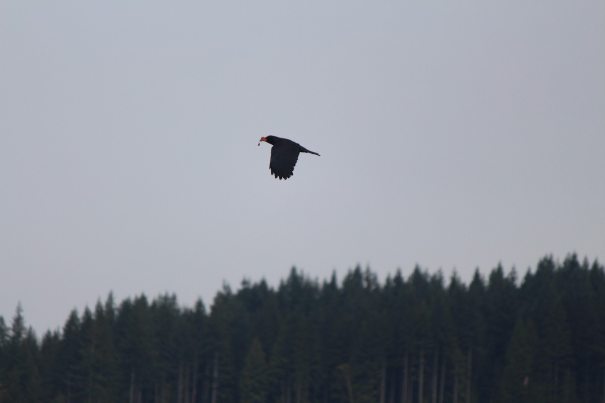 American Crow - ML180845201