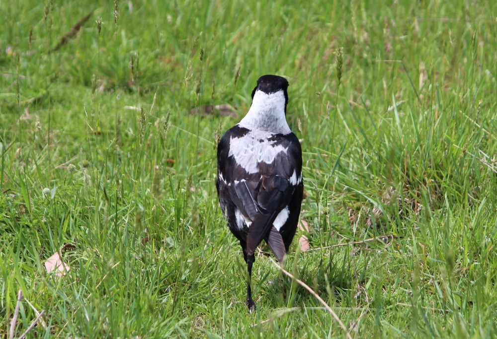 Australian Magpie (Black-backed x White-backed) - ML180845381