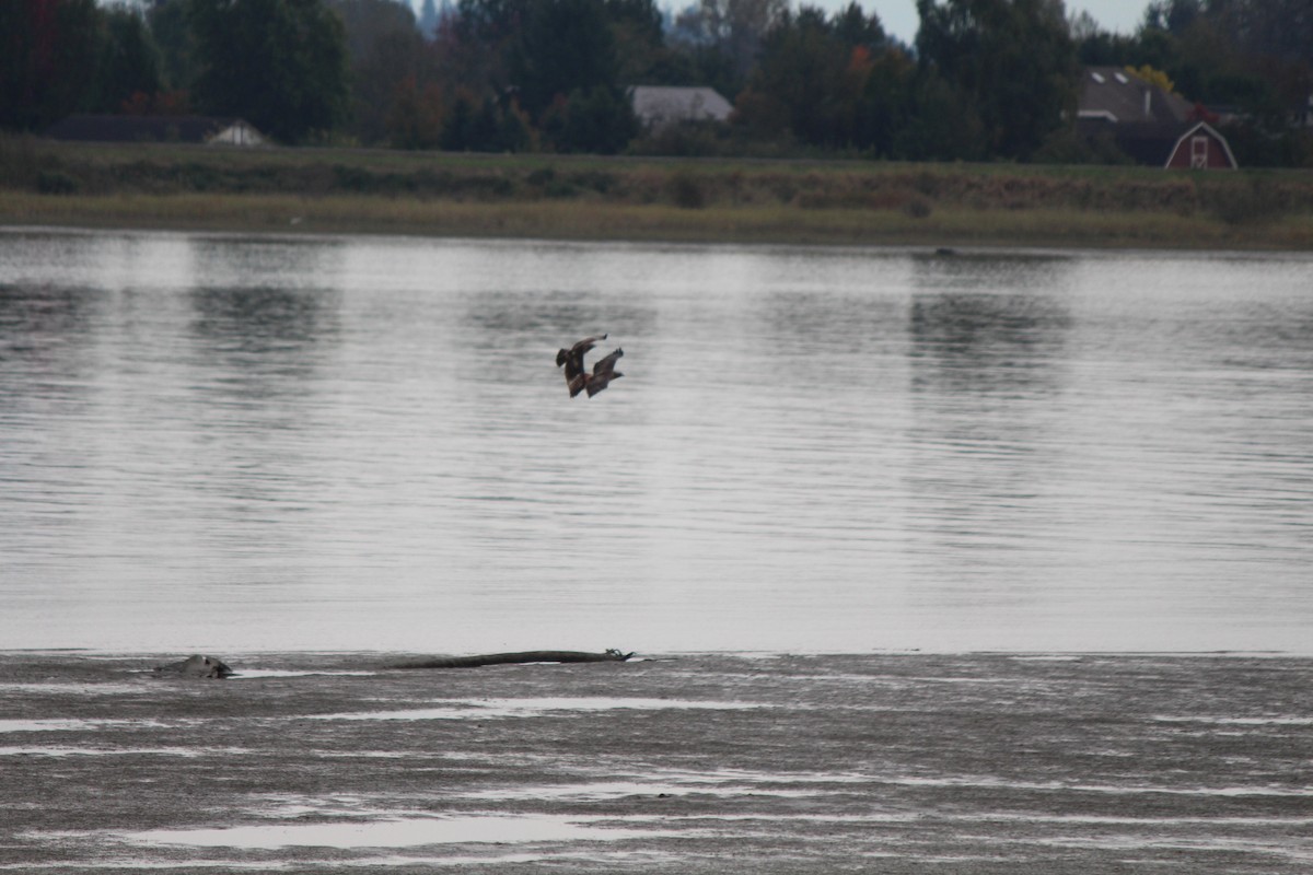 Red-tailed Hawk - ML180845451