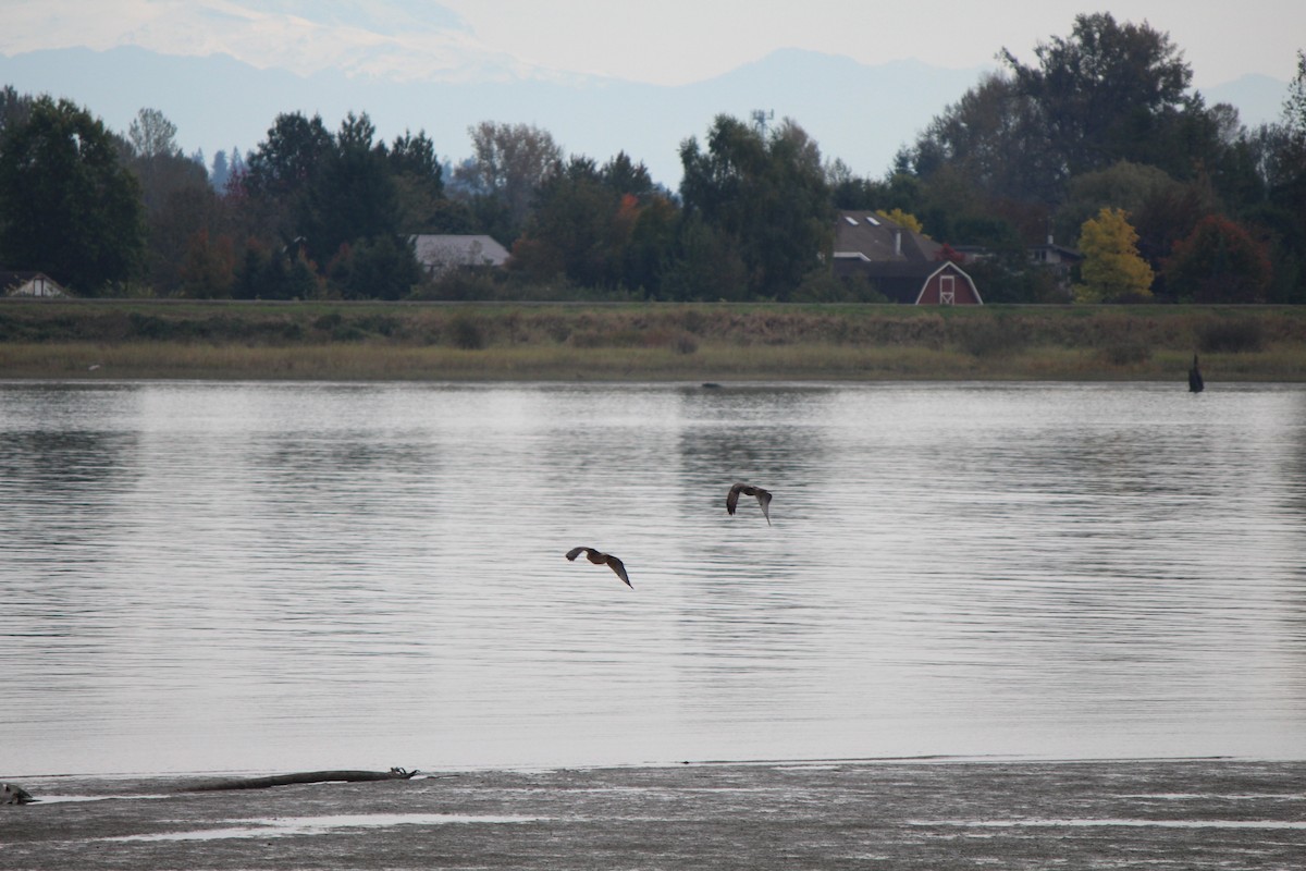 Red-tailed Hawk - Braidey Sturgeon