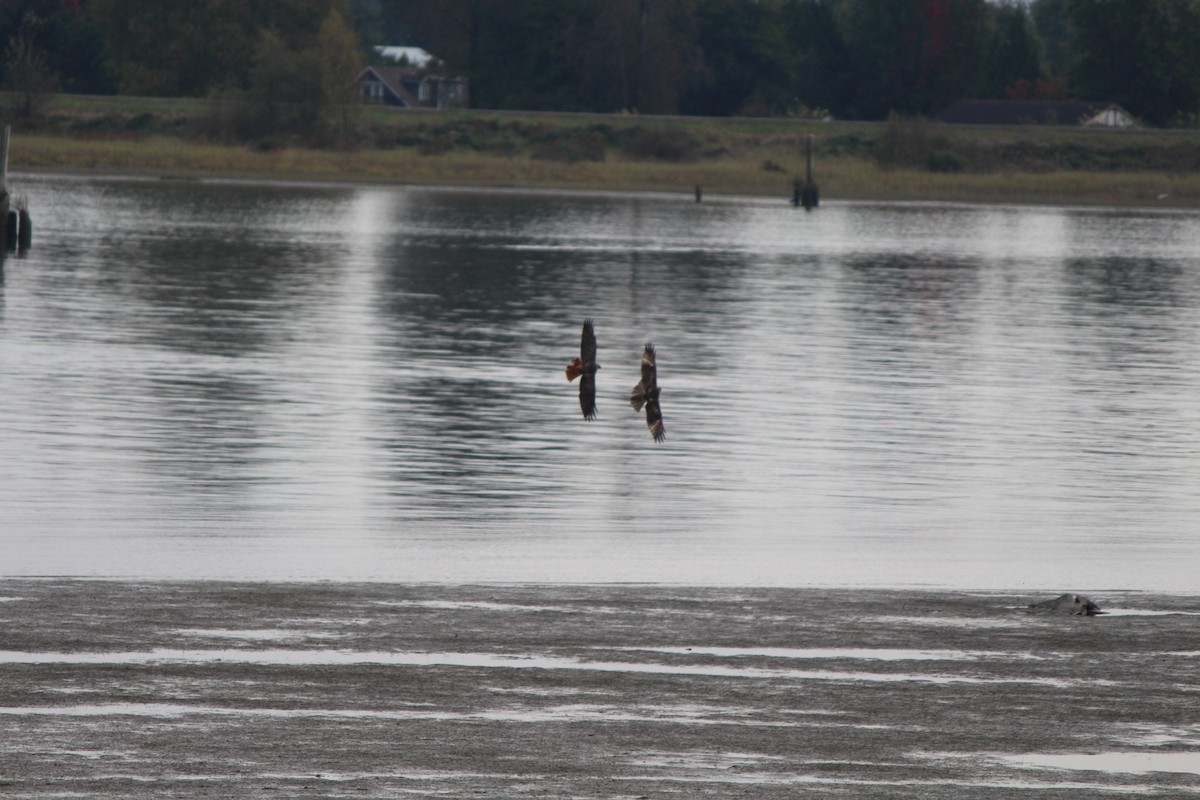 Red-tailed Hawk - Braidey Sturgeon