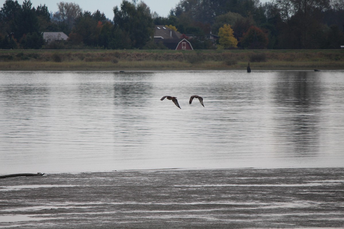 Red-tailed Hawk - Braidey Sturgeon