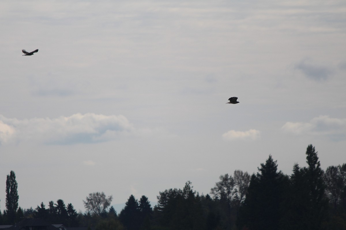 Red-tailed Hawk - Braidey Sturgeon