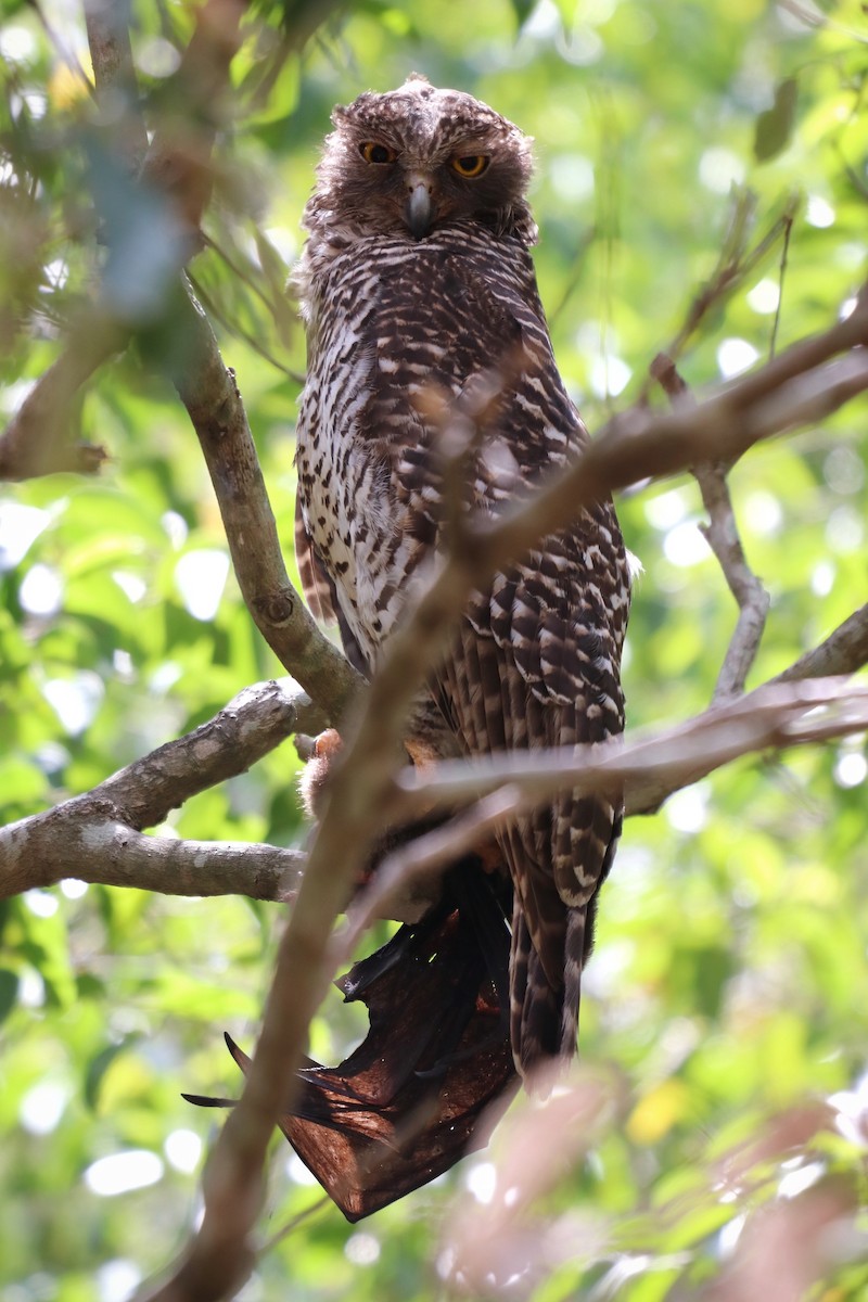 Powerful Owl - Sylvia Alexander