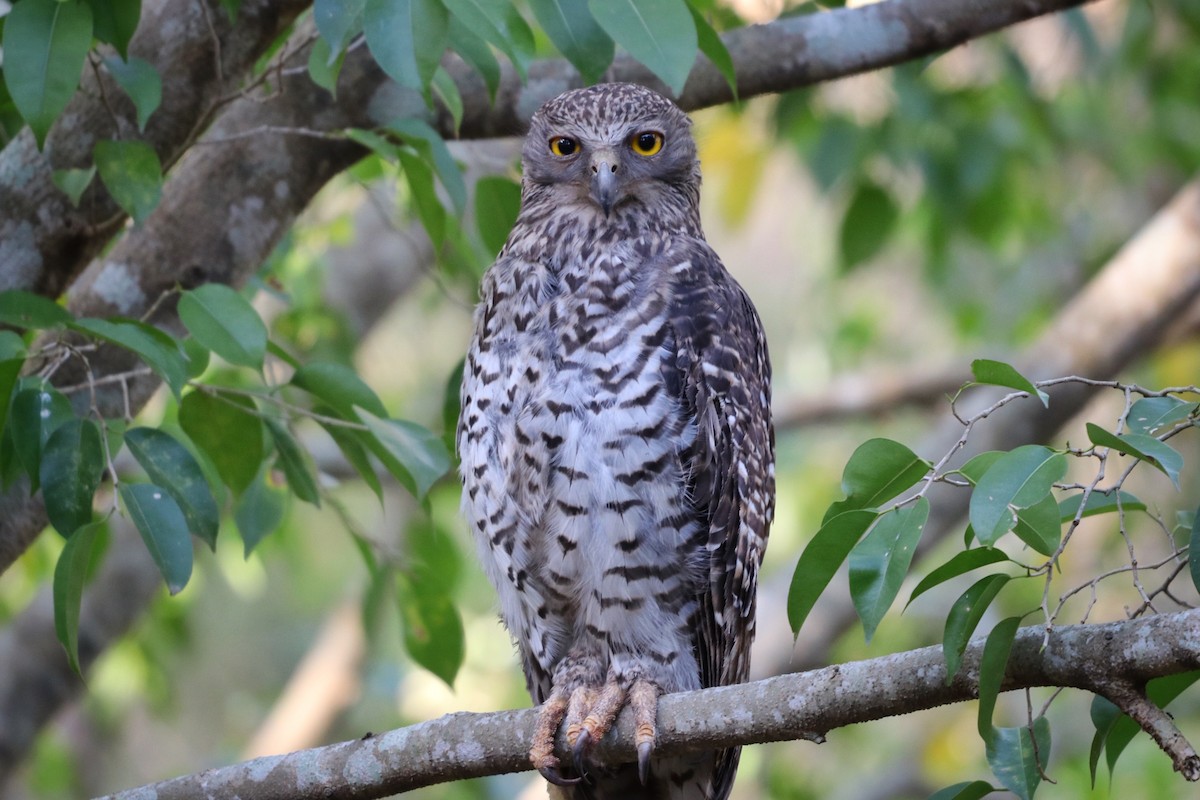 Powerful Owl - Sylvia Alexander