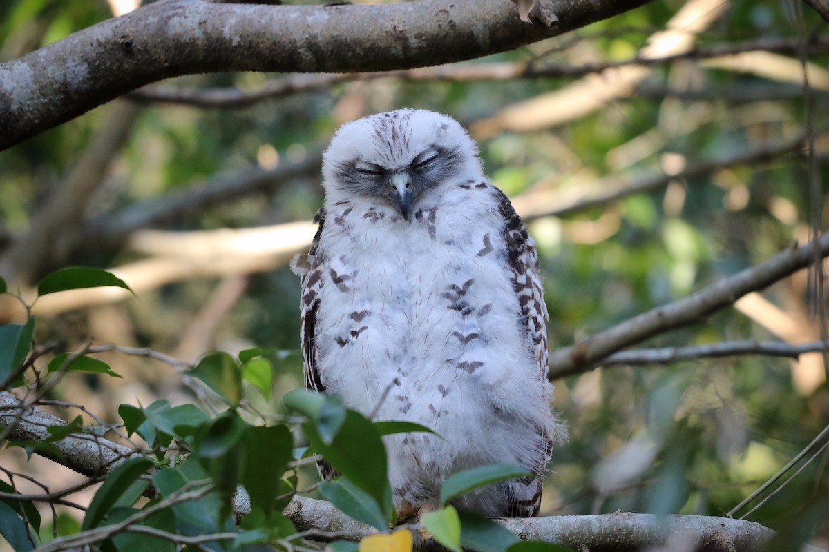 Powerful Owl - Sylvia Alexander