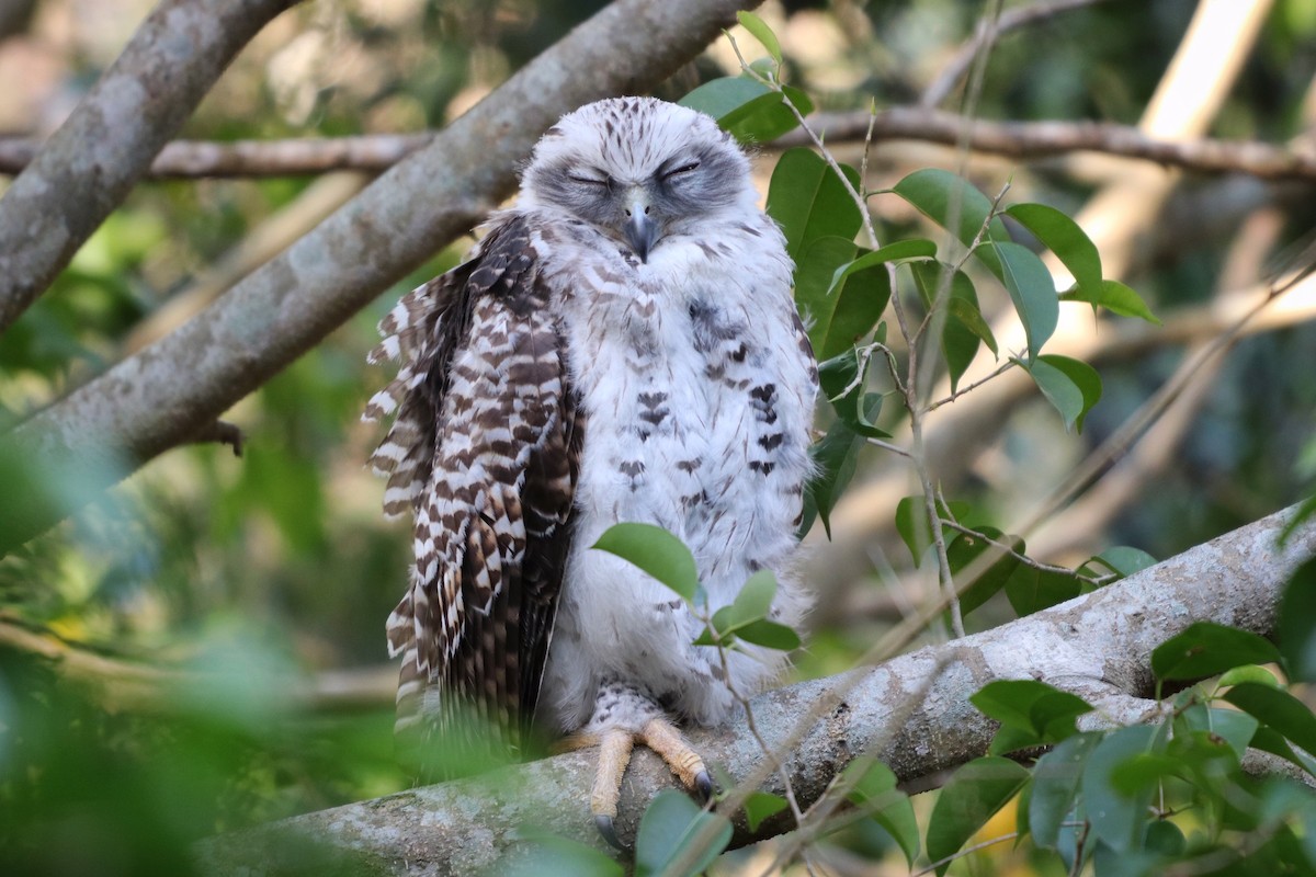 Powerful Owl - Sylvia Alexander