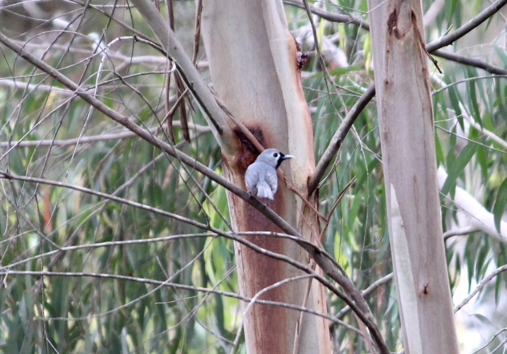Black-faced Monarch - ML180846231
