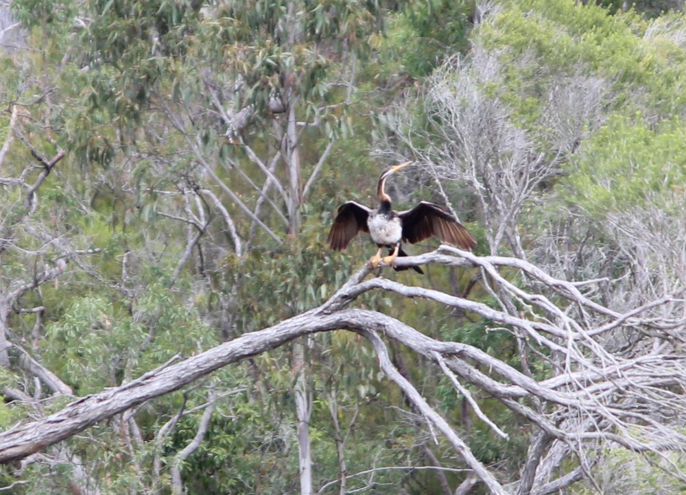 Australasian Darter - ML180846251