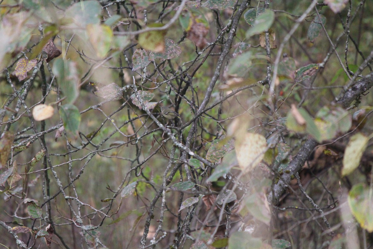 Ruby-crowned Kinglet - ML180846261