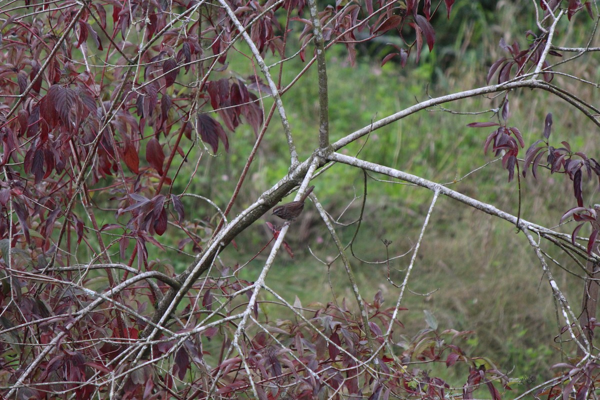 Song Sparrow - Braidey Sturgeon