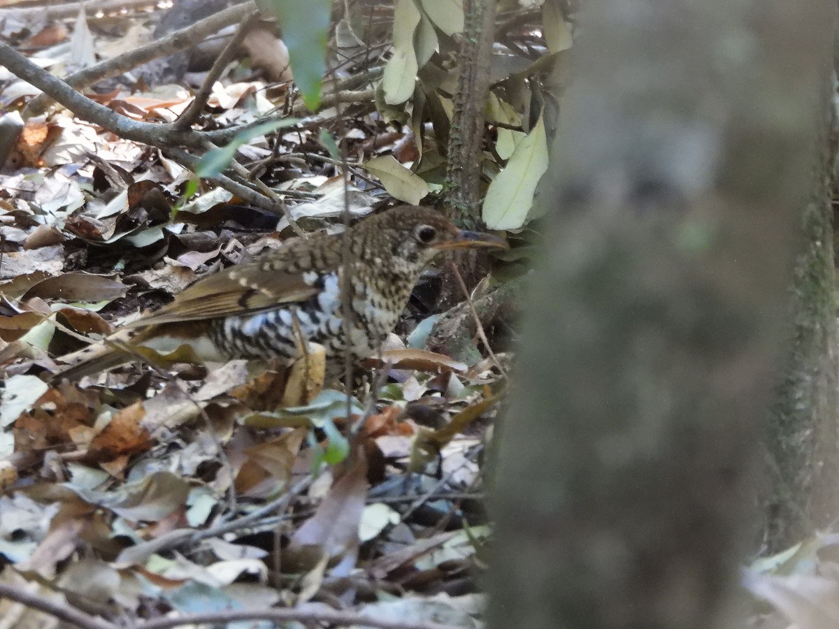 Russet-tailed Thrush - Bill Murray