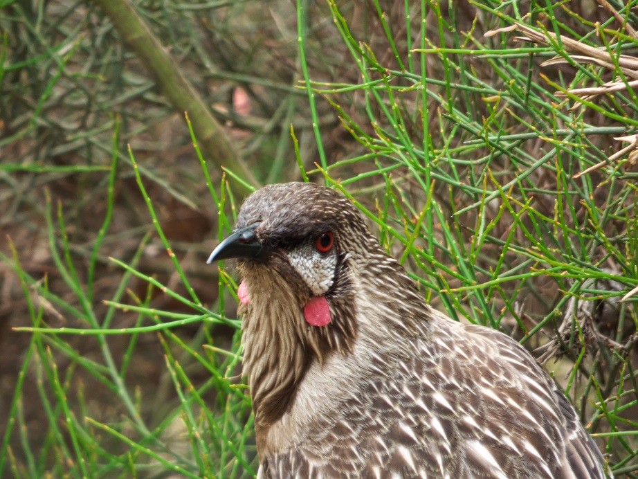 Red Wattlebird - Alfons  Lawen