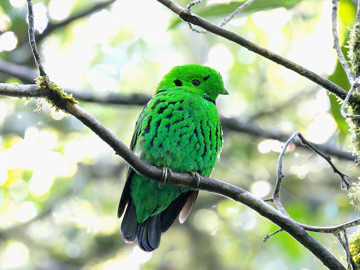 Whitehead's Broadbill - ML180849021