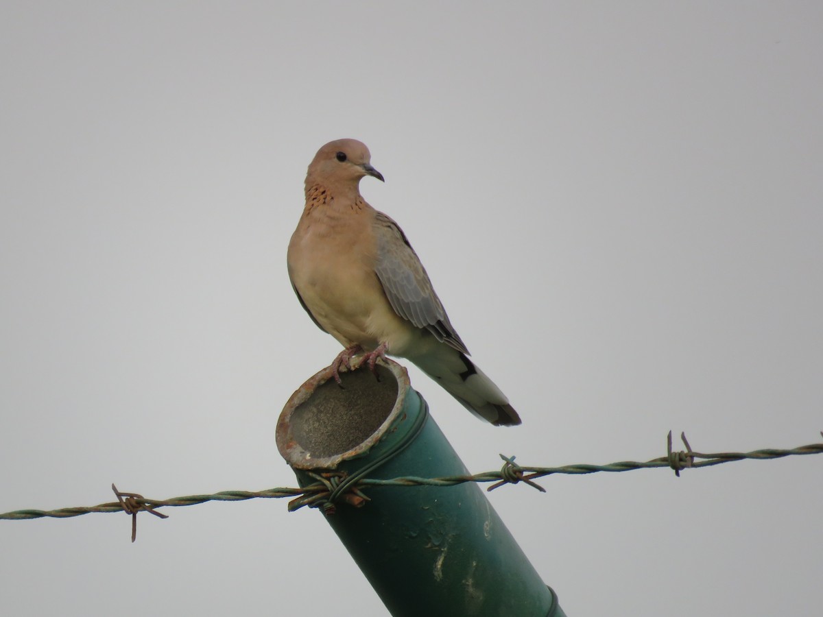 Laughing Dove - ML180849401