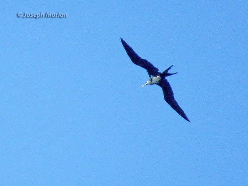 Great Frigatebird - ML180849501