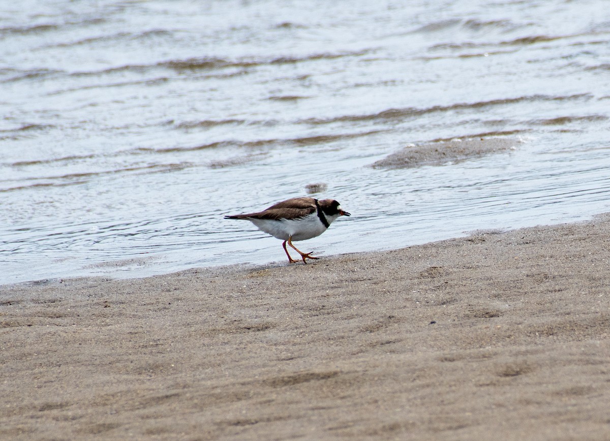 Semipalmated Plover - ML180851381