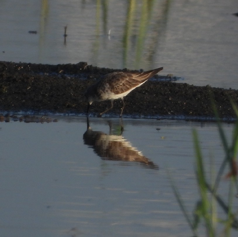 Zwergstrandläufer - ML180851451