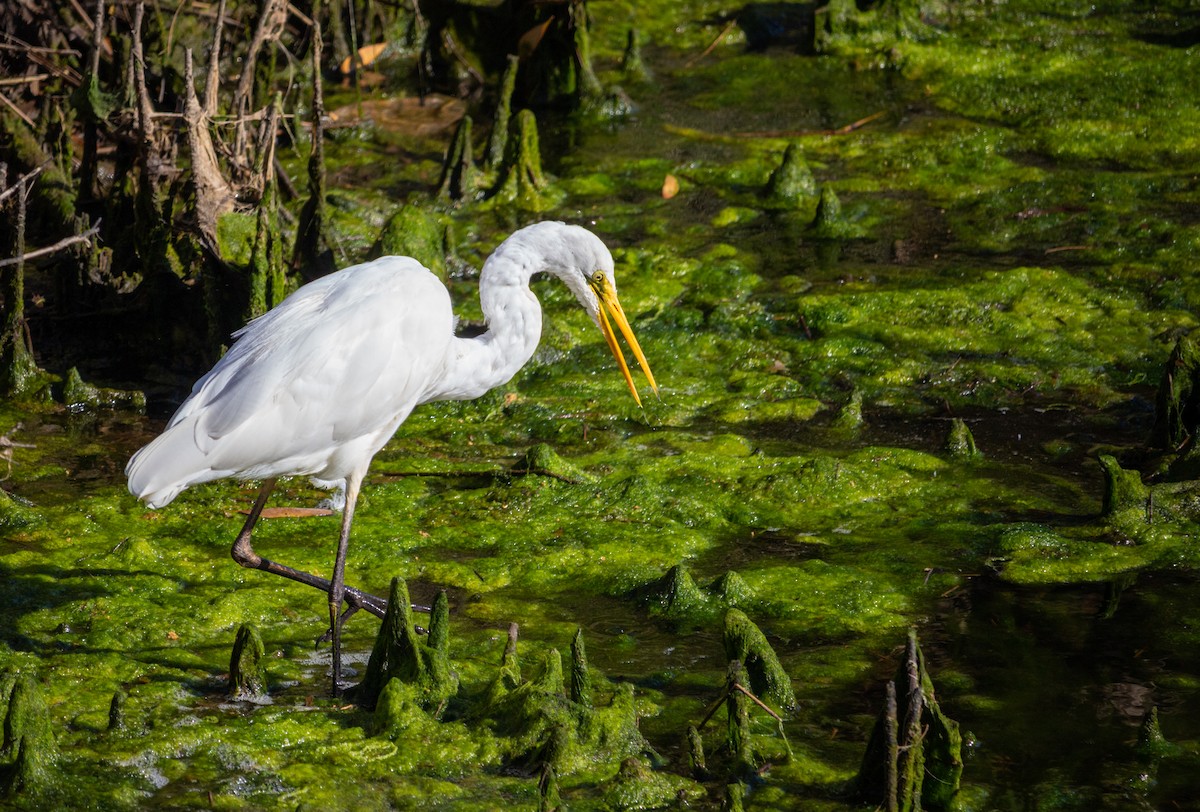 Great Egret - ML180851751