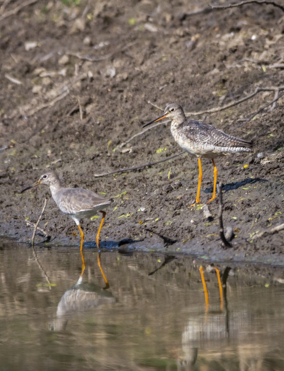 Spotted Redshank - Prasenjit Bhattacharjee