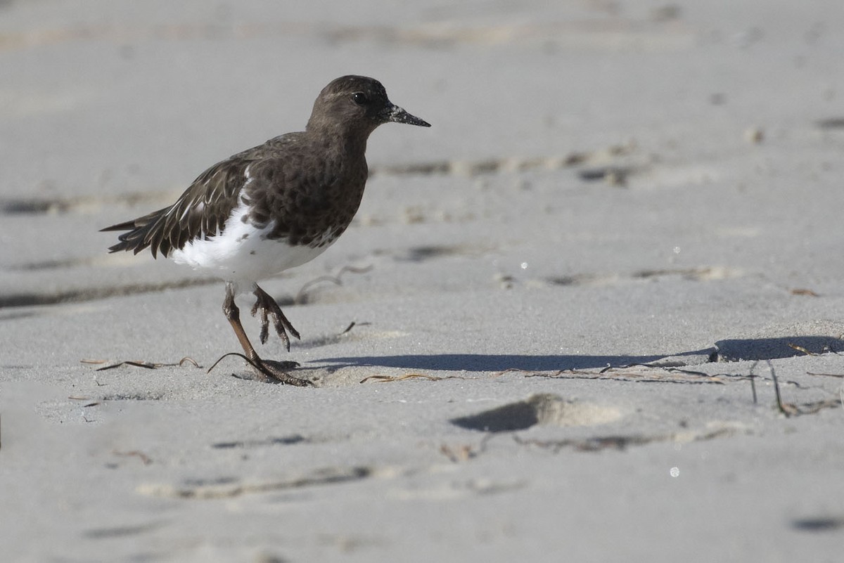 Black Turnstone - ML180853441