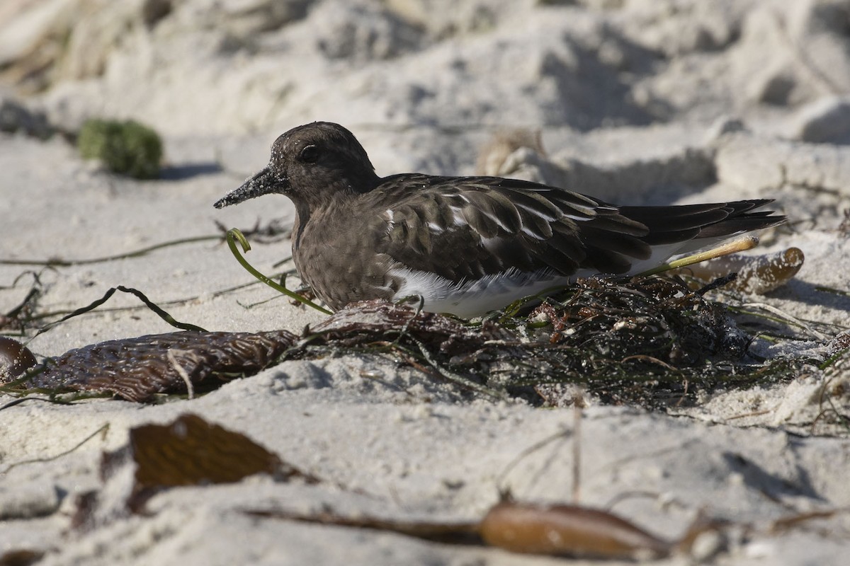 Black Turnstone - Michael Todd