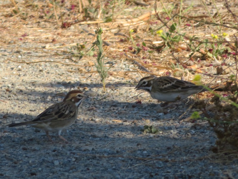 Lark Sparrow - ML180853721