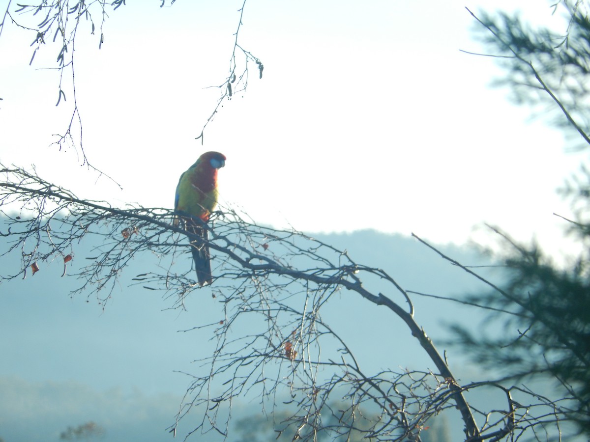 Eastern Rosella - ML180854231