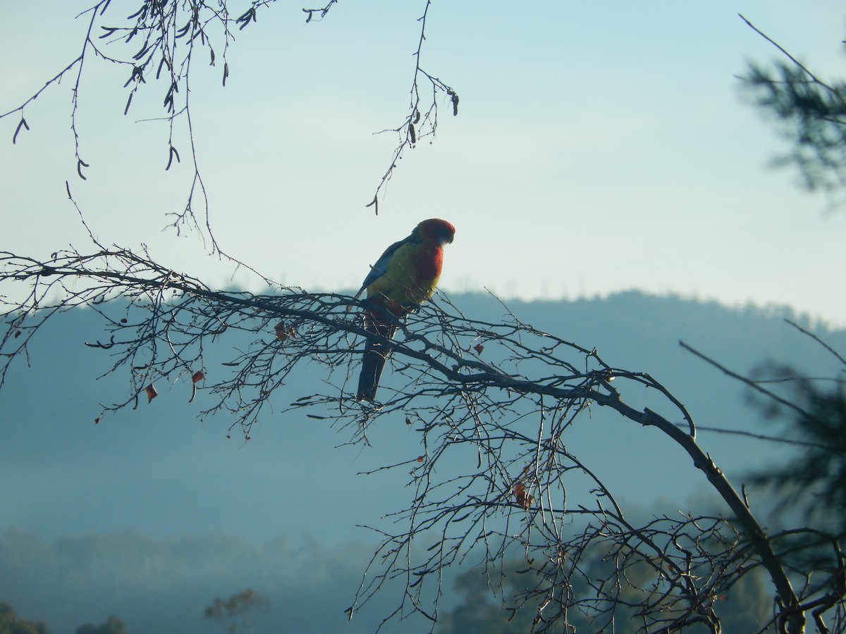 Eastern Rosella - ML180854251