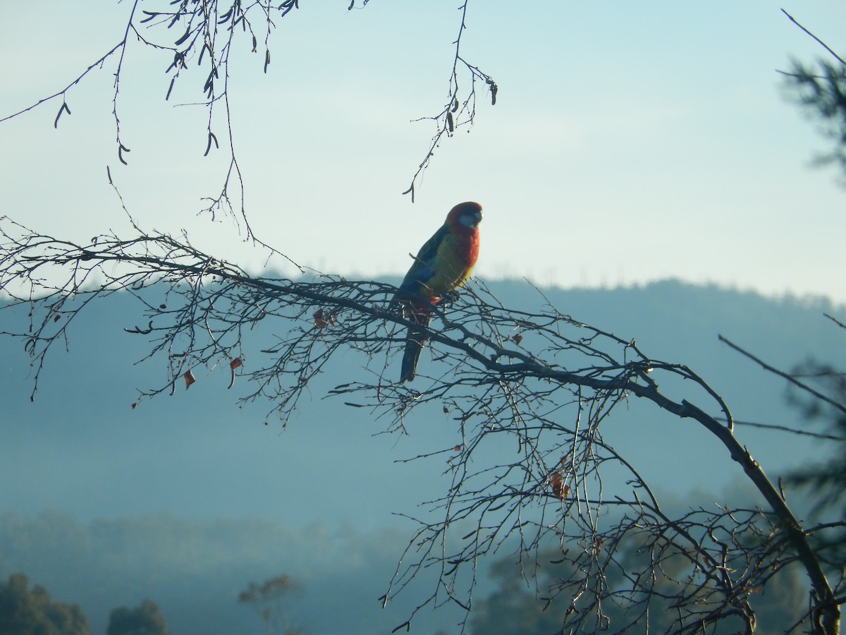 Eastern Rosella - Daniel Montes