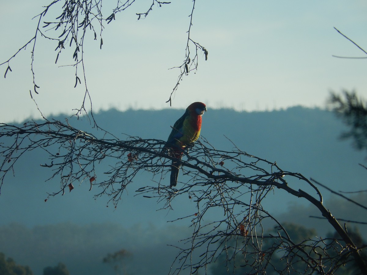 Eastern Rosella - Daniel Montes