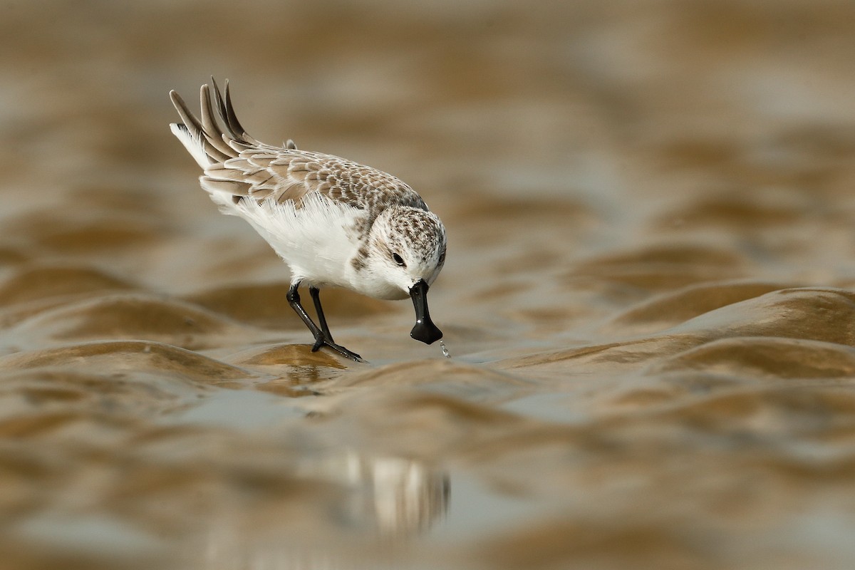 Spoon-billed Sandpiper - Lefei Han