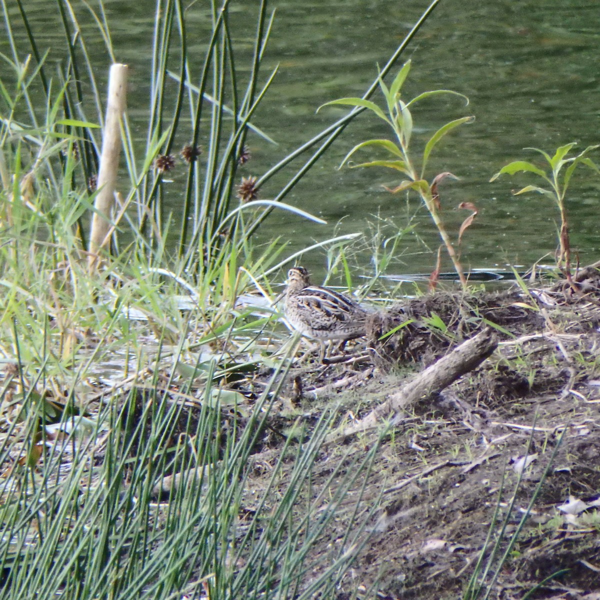 Latham's Snipe - ML180855951