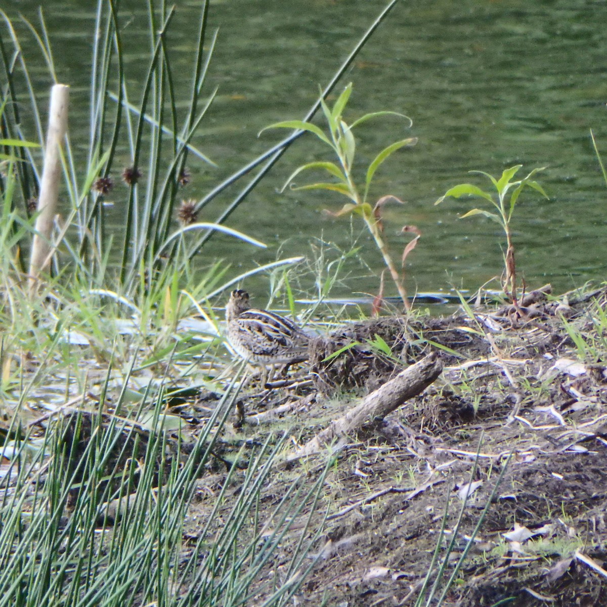 Latham's Snipe - ML180855961