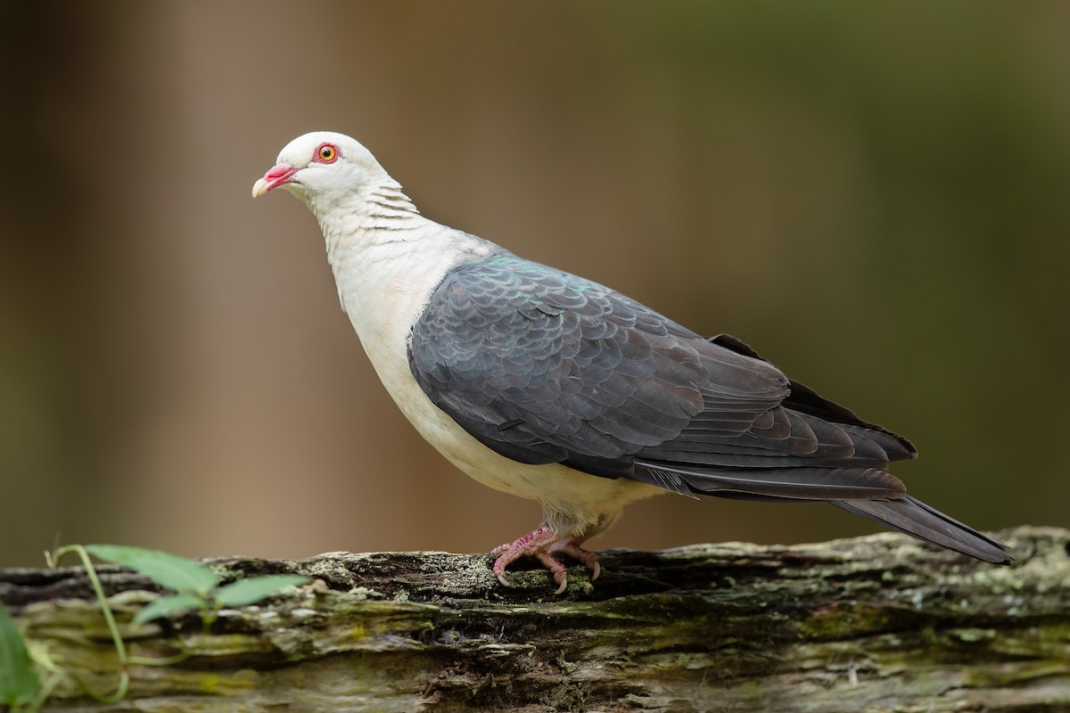White-headed Pigeon - JJ Harrison
